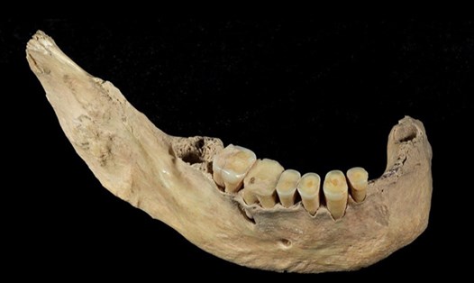ADN từ xương hàm 40.000 năm tuổi được tìm thấy trong hang Thiên Nguyên của Trung Quốc chứng tỏ sự hiện diện của nhiều quần thể người hiện đại ở Đông Á cổ đại. Ảnh: Viện Cổ sinh vật học và Cổ sinh vật có xương sống