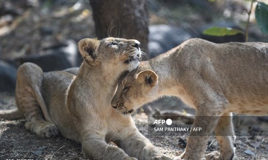 Những con sư tử Châu Á tại vườn động vật Sakkarbaug, Ấn Độ. Ảnh: AFP