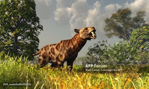 Hình ảnh minh họa mèo hoang cổ đại. Ảnh: AFP