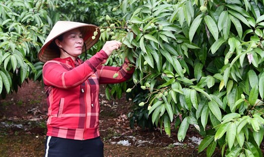 Vải thiều là mặt hàng trái cây có giá trị cao của các tỉnh Bắc Giang, Hải Dương. Ảnh: Anh Thơ