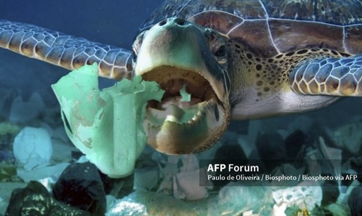 Rùa biển đang ăn một chai nhựa có chất tẩy. Ảnh: AFP