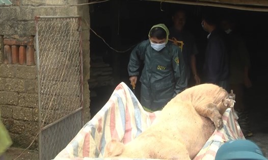 Cơ quan thú y huyện Thanh Chương (Nghệ An) tiến hành tiêu hủy lợn bệnh. Ảnh: Trần Tuyên