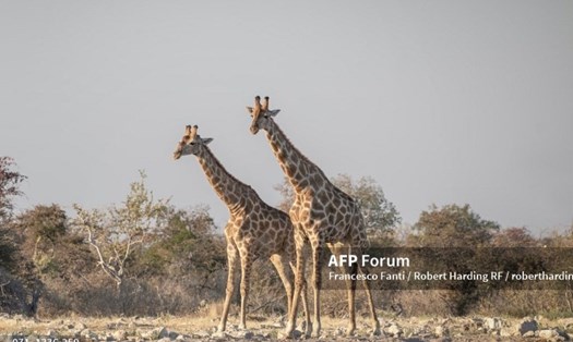 Hình ảnh những con hươu cao cổ. Ảnh: AFP