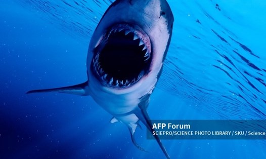 Một nghiên cứu đã kết luận rằng cá mập trắng lớn vị thành niên có "sân tập" riêng để chúng có thể trau dồi kỹ năng săn mồi một cách an toàn trước các đối thủ trưởng thành. Ảnh: AFP