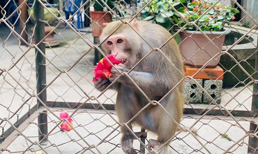 Cá thể khỉ đuôi lợn quý hiếm mà Vườn Quốc gia Vũ Quang vừa tiếp nhận. Ảnh: TT.