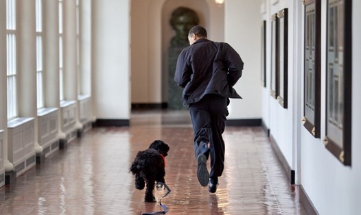 Ông Barack Obama và chú chó Bo. Ảnh: Twitter/Barack Obama