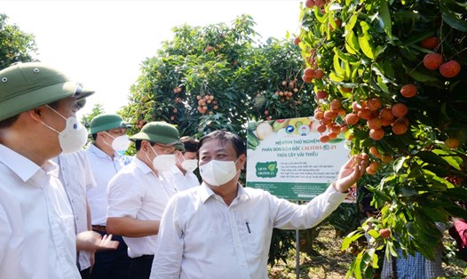 Bắc Giang sẽ đẩy mạnh tiêu thụ vải thiều lên mức 70% tại thị trường nội địa. Ảnh: Giang Nguyễn