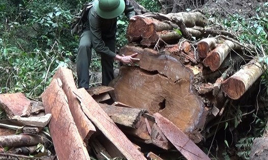 Hiện trường một vụ phá rừng ở Gia Lai. Ảnh: THANH TUẤN