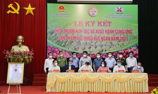 TKV chi hơn 5 tỉ đồng mua vải thiều ủng hộ nông dân Bắc Giang. Ảnh: TKV