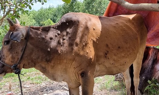 Bệnh viêm da nổi cục xuất hiện trên bò gây thiệt hại cho người nông dân Gia Lai - Kon Tum. Ảnh: THANH TUẤN