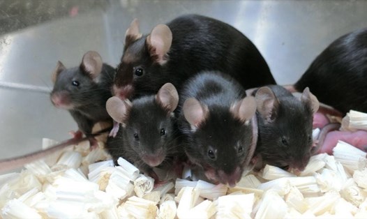 Những chú "chuột con không gian" đã được sinh ra khỏe mạnh và lành lặn. Ảnh: Đại học Yamanashi