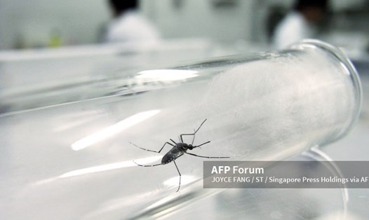 Bệnh sốt xuất huyết lây truyền qua muỗi Aedes aegypti (muỗi vằn). Ảnh: AFP