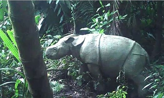 Một trong hai con tê giác Java được camera ghi lại ở vườn quốc gia Ujung Kulon, Indonesia. Ảnh: Ujung Kulon National Park