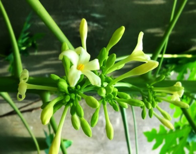 Hoa đu đủ đực có chứa những hoạt chất nào giúp cải thiện sức khỏe và chống oxi hóa?
