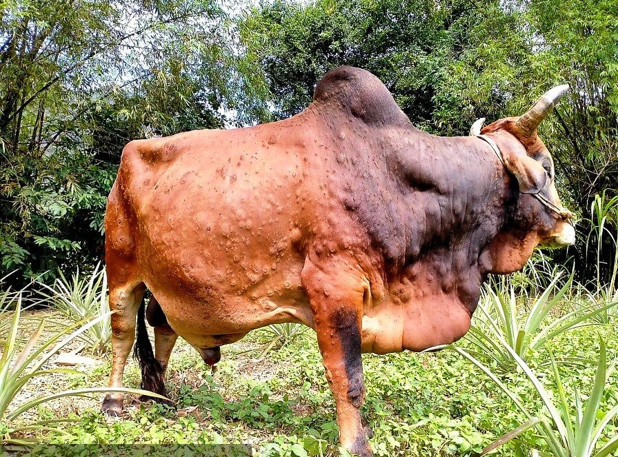 Hà Giang: Phát hiện gần 450 con trâu, bò nhiễm bệnh viêm da nổi cục