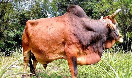 Bệnh viêm da nổi cục trên trâu bò diễn biến phức tạp có nguy cơ ảnh hưởng tới việc phát triển đàn gia súc của địa phương. Ảnh: CTV