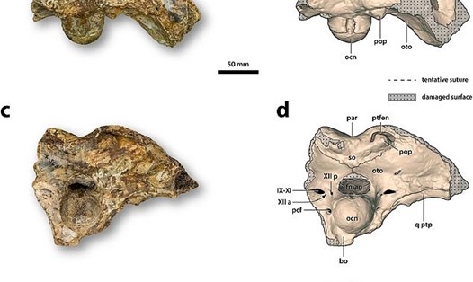 Các phần hóa thạch xương sọ của cá sấu tiền sử khổng lồ được tái tạo bằng hình ảnh 3D sau khi chụp CT. Ảnh: Đại học Queensland