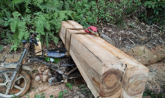 Cơ quan chức năng tỉnh Gia Lai đang điều tra, truy bắt các đối tượng phá rừng. Ảnh TT