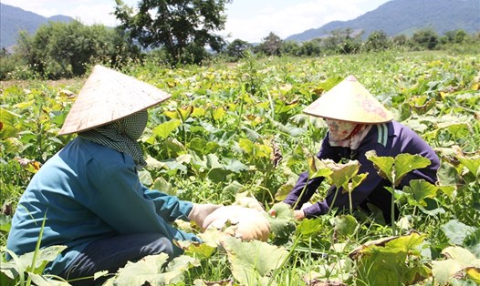 Cảnh người dân thu hoạch bí đỏ ở huyện Ea Kar, tỉnh Đắk Lắk. Ảnh: B.T