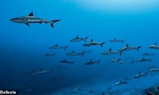Những con cá mập san hô xám ở Polynesia thuộc Pháp thường thư giãn bằng cách lướt theo các dòng chảy trong khu vực. Ảnh: FIU