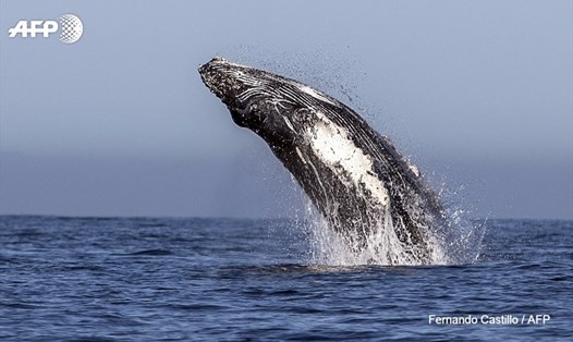 Một con cá voi lưng gù nhảy lên khỏi mặt nước ở vùng biển Thái Bình Dương. Ảnh: AFP