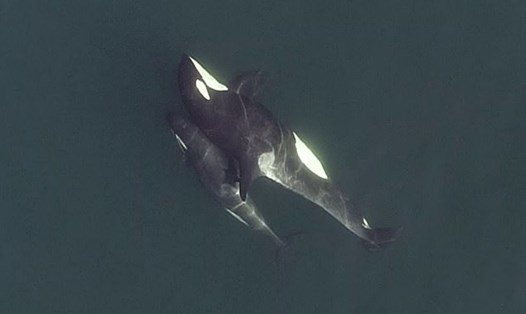 Một nghiên cứu mới tiết lộ rằng loài cá voi sát thủ có cấu trúc xã hội phức tạp bao gồm "tình bạn thân thiết". Ảnh: Đại học Exeter