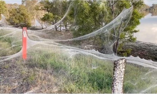 Các con nhện trốn chạy lũ lụt đã gây ra cảnh tượng như trên tại Gippsland, bang Victoria, Australia. Ảnh: Cơ quan Tình trạng khẩn cấp bang Victoria