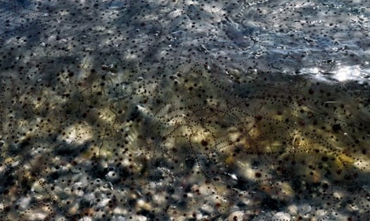Salps là những sinh vật biển kì lạ trong suốt giống như thạch. Ảnh: Cơ quan Bảo vệ Môi trường Mỹ