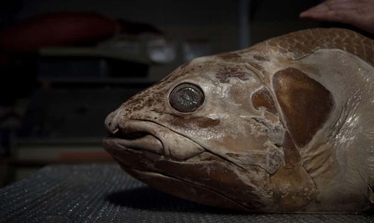 Một con Coelacanth ở Bảo tàng Lịch sử Tự nhiên Paris. Ảnh: AFP