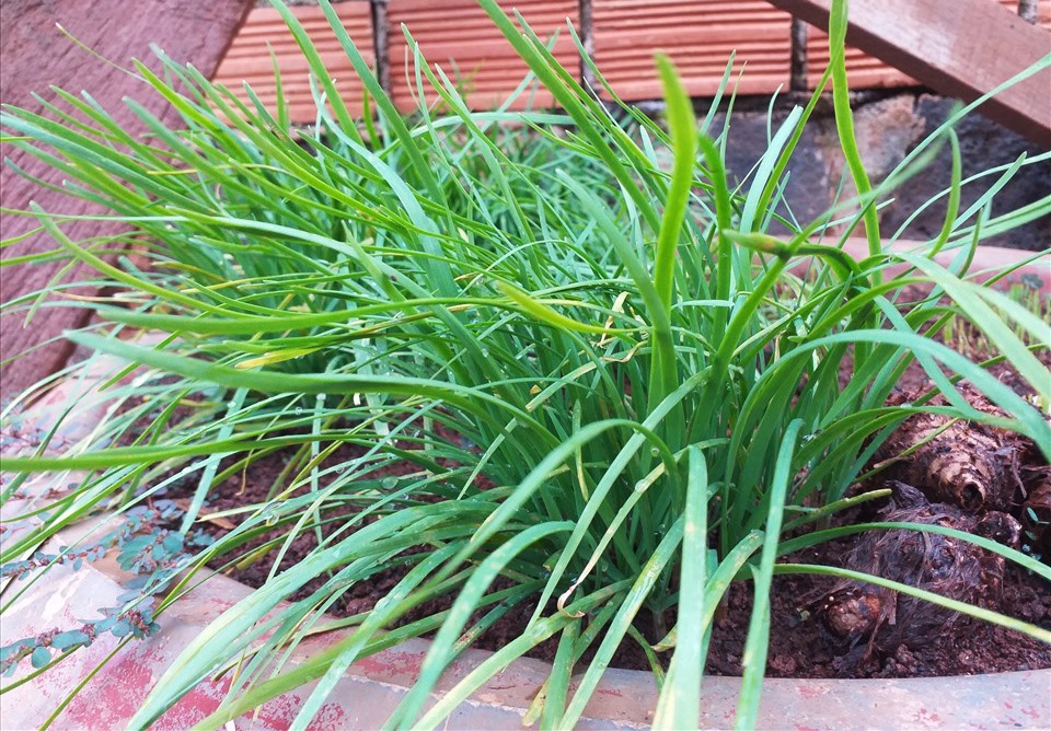 Lá hẹ có nhiều lợi ích tốt cho sức khỏe như cải thiện trí nhớ, ngăn ngừa loãng xương… Ảnh: Thanh Ngọc