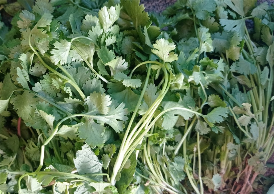 Rau mùi mang lại nhiều lợi ích cho sức khỏe như hạ đường huyết, giảm huyết áp... Ảnh: TN