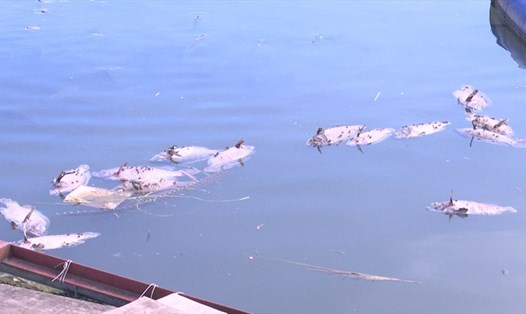 Hàng chục tấn cá lồng tại huyện Thanh Thủy tỉnh Phú Thọ đã chết do nước sông Đà chạm đáy. Ảnh: BPT.