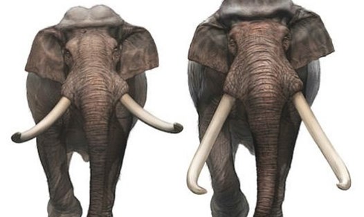 Loài voi lùn Palaeoloxodon mnaidriensis là hậu duệ của loài voi có ngà thẳng Palaeoloxodon antiquus. Ảnh: Đại học Potsdam/Đại học Nottingham Trent