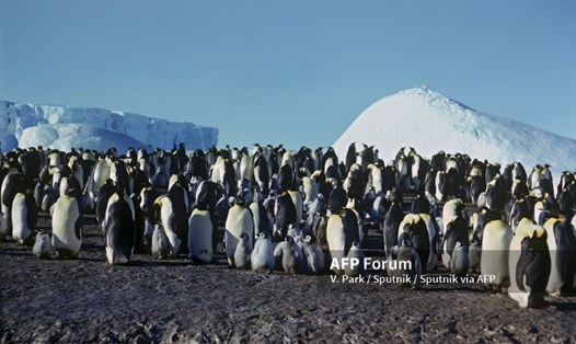Chim cánh cụt là loài có nguy cơ mất môi trường sống cao nhất khi nhiệt độ Trái đất tăng 1,5 độ C. Ảnh: AFP