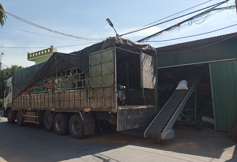 Xe có tải trọng lớn dừng đỗ để bốc, dỡ thóc tươi vào kho của hộ bà Lê Thị Chiên ở thôn Tam Lộng, xã Thụy Hưng (huyện Thái Thụy, Thái Bình). Ảnh: NDCC.