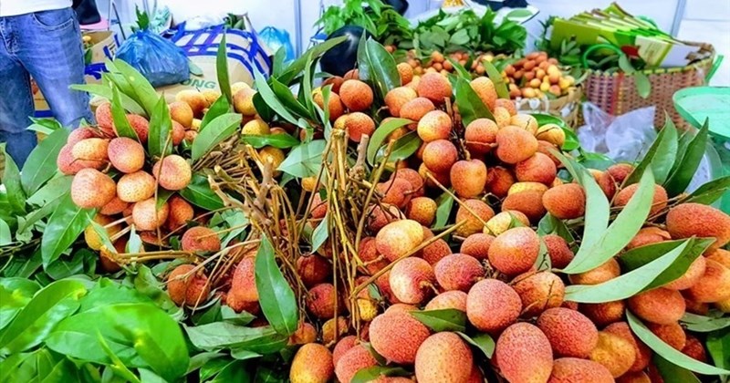 laodong.vn