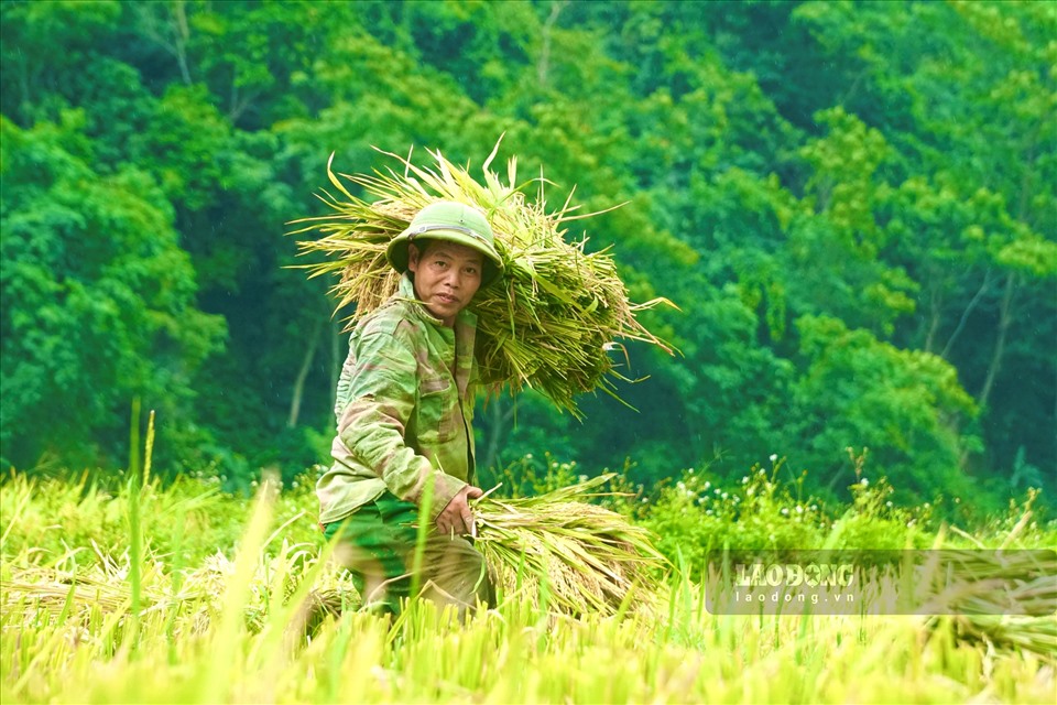 Đẹp ngỡ ngàng Pù Luông mùa lúa chín