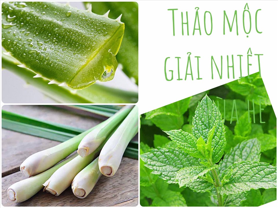 :Một số loại thảo mộc giải nhiệt mùa hè. Đồ họa: Hương Giang
