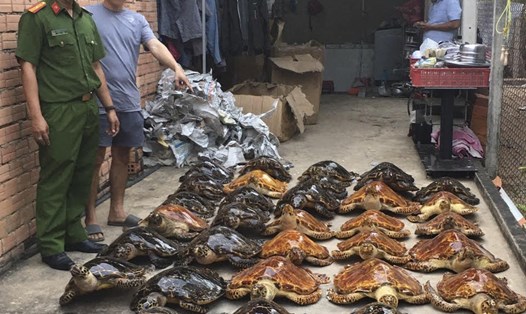 39 tiêu bản rùa biển thu giữ được trong vụ án (Ảnh: Phòng Cảnh sát môi trường Công an tỉnh Tây Ninh