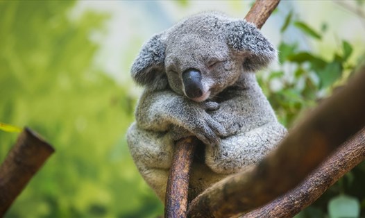 Gấu koala có nguy cơ tuyệt chủng ở miền đông Australia. Ảnh: VCG/Xinhua