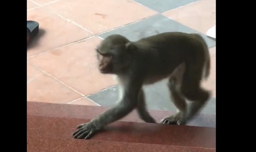 Cá thể khỉ xuất hiện ở phường 3 (Thành phố Đông Hà, tỉnh Quảng Trị) được người dân ghi lại vào ngày 13.5.2021. Ảnh: CTV