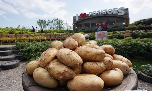 Độc tố có trong mầm của khoai tây cao gấp 50 lần khoai tây bình thường. Ảnh: Xinhua