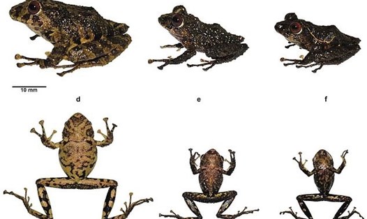Một loài ếch cây mới đã được phát hiện ở Ecuador và nó được đặt theo tên của ban nhạc rock Led Zeppelin của Anh. Ảnh: T&F Group