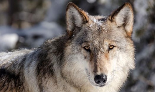 Từ năm 1995-1997, 41 con sói xám đã được tái sinh ở Công viên Quốc gia Yellowstone sau 70 năm vắng mặt. Ảnh: AFP
