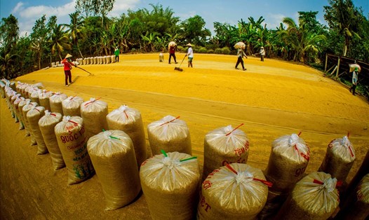 Xuất khẩu gạo của Việt Nam chịu nhiều áp lực cạnh tranh trong thời gian tới. Ảnh minh họa: Lý Lam Anh