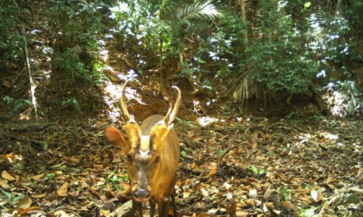 Một con mang Ấn Độ, động vật quý hiếm cực kỳ nguy cấp, được phát hiện ở Campuchia. Ảnh: AFP