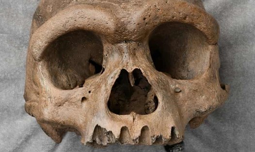 Hộp sọ "Người Rồng" - loài người cổ xưa hoàn toàn mới vừa được công bố. Ảnh: Wei Gao/Đại học GEO Hà Bắc