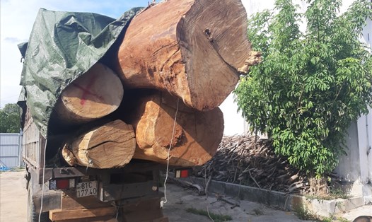Xe chở gỗ Dổi bị tạm giữ tại Hạt Kiểm lâm huyện Kbang. Ảnh T.Tuấn