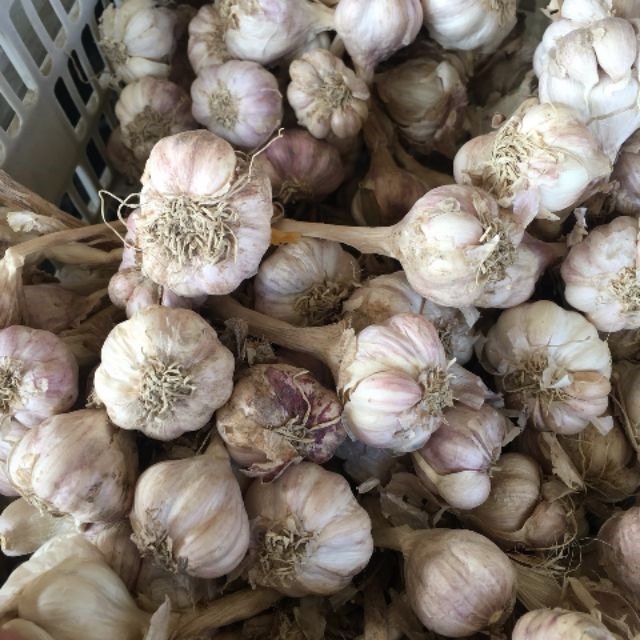 Tỏi vừa là thực phẩm, vừa là một vị thuốc không thể thiếu trong mỗi gia đình người Việt. Ảnh: Hương Giang