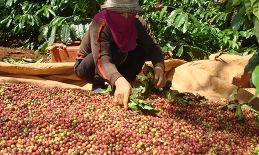 Thu hoạch cà phê ở Đắk Lắk. Ảnh: B.T